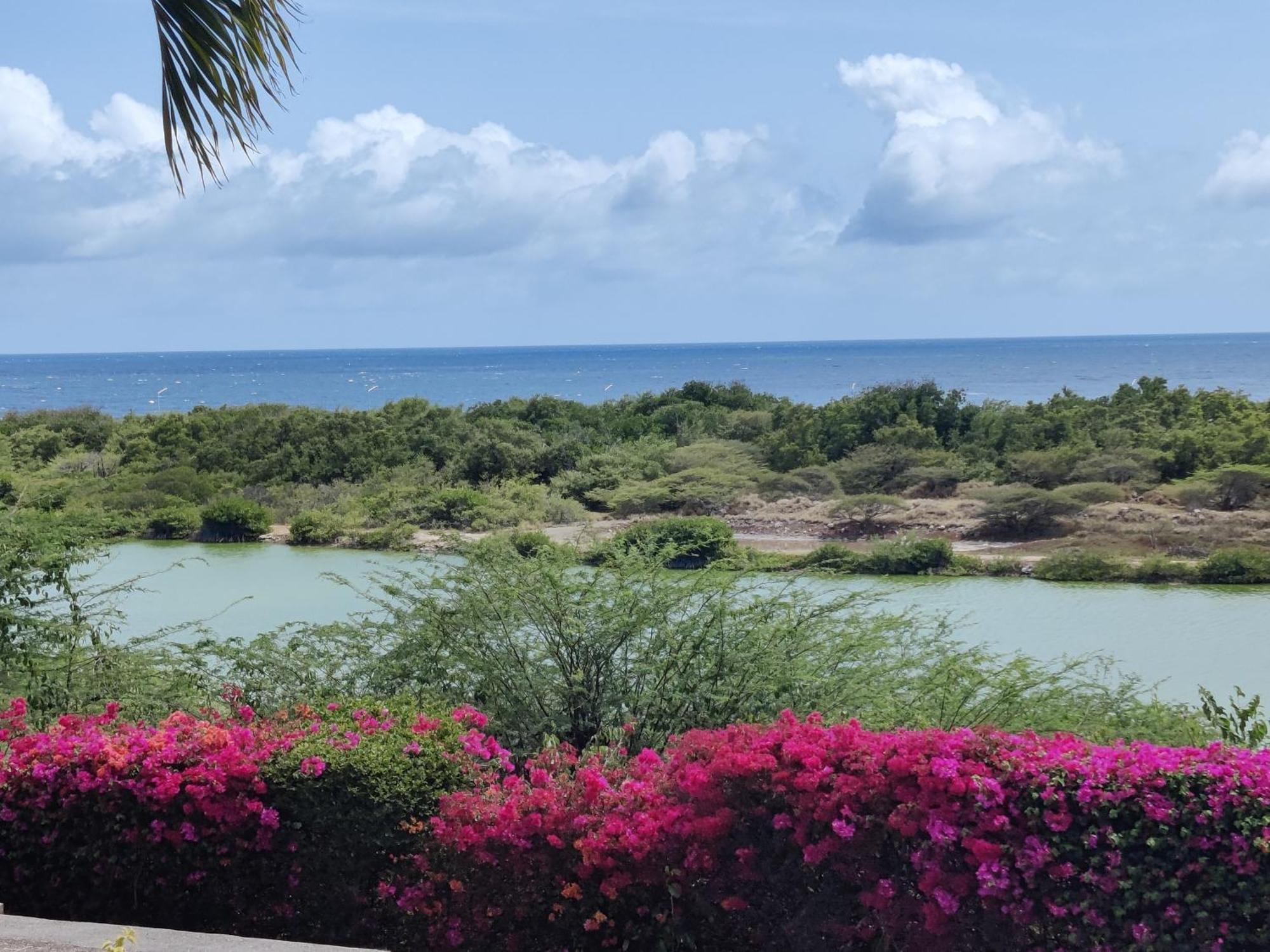Royal Palm Resort Curacao Geweldig Zeezicht Willemstad Eksteriør billede